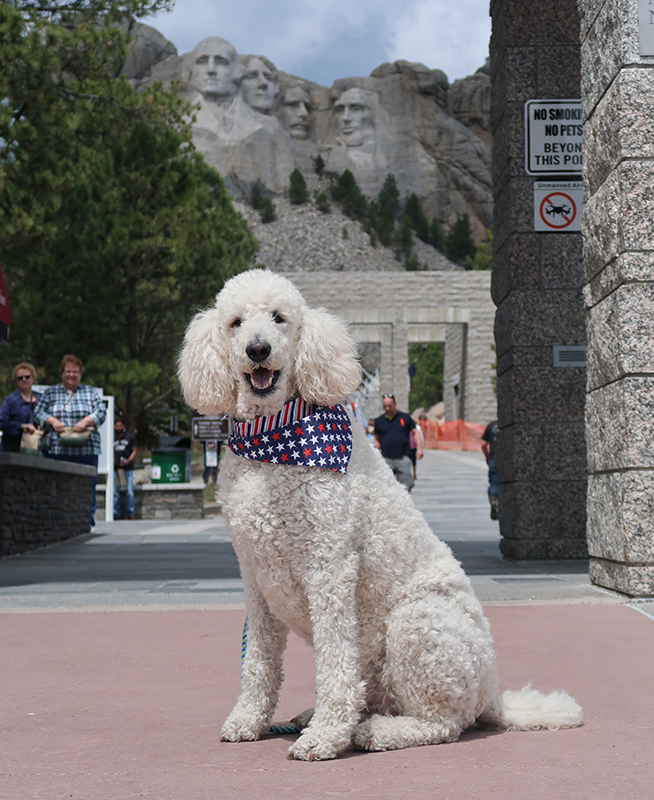 Mount Rushmore Dog