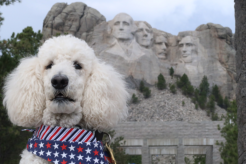 Mount Rushmore Dog